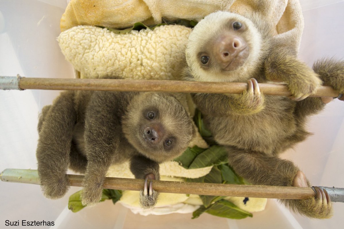 SlothCon's tweet photo. Happy #SlothSunday 😴 

Photo by @SuziEszterhas https://t.co/pftosRJs1I