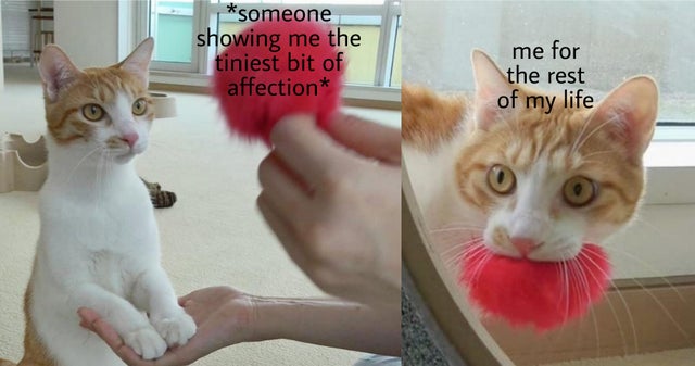 WholesomeMeme's tweet photo. https://t.co/836JbQPain