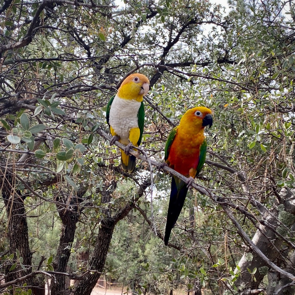 DixieTheCaique tweet media