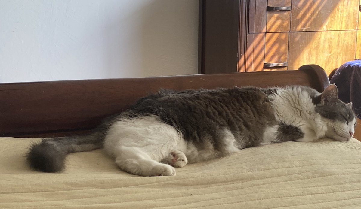 scottperry's tweet photo. Lazy Sunday https://t.co/J5VLhDOElt