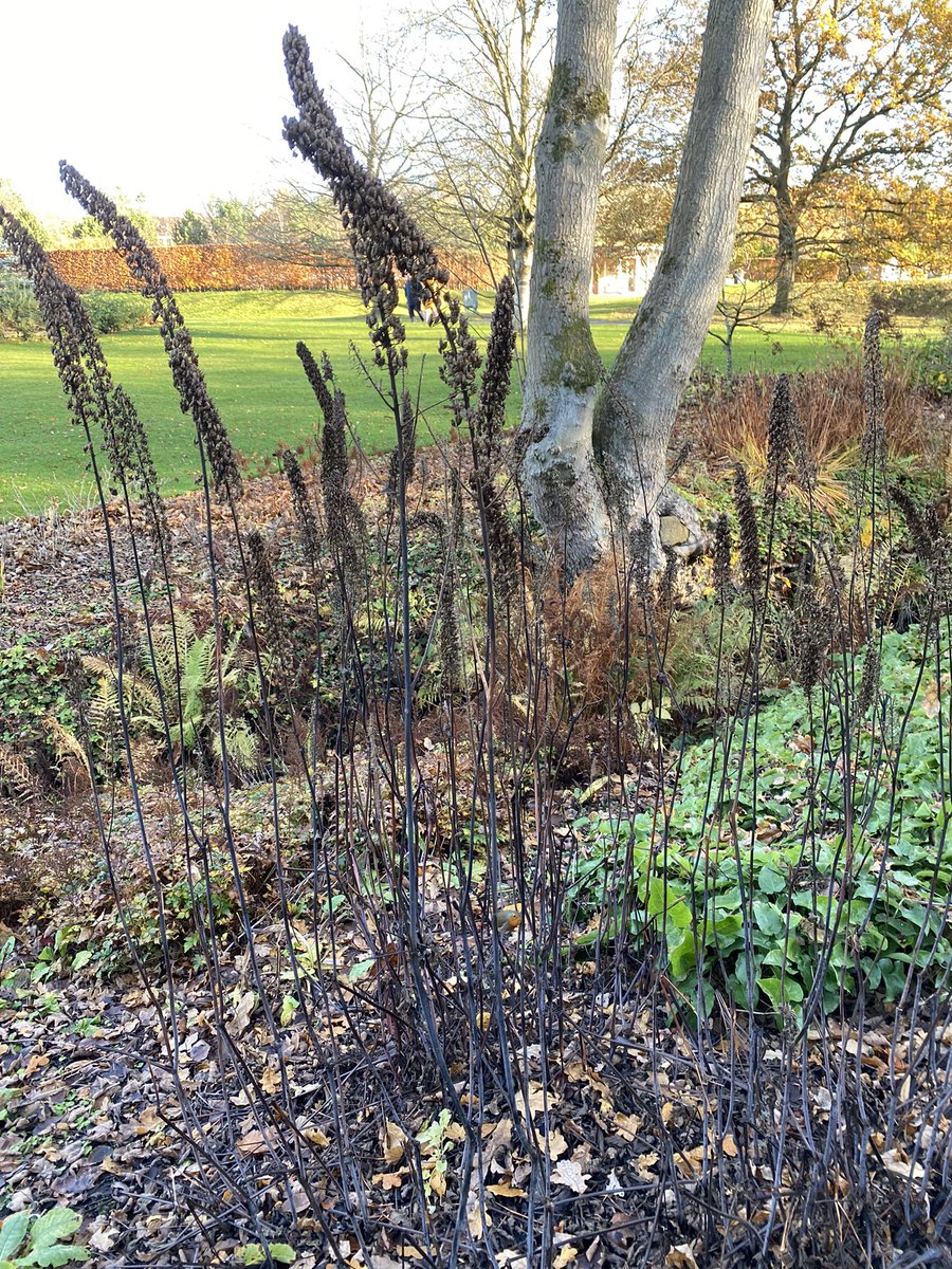 ceebax7's tweet photo. Lovely autumn colour at @RHSHarlowCarr this weekend. Saw a bee 🐝 and butterfly 🦋 too, amazing in the last few days of November. https://t.co/xA4YT8gfxF