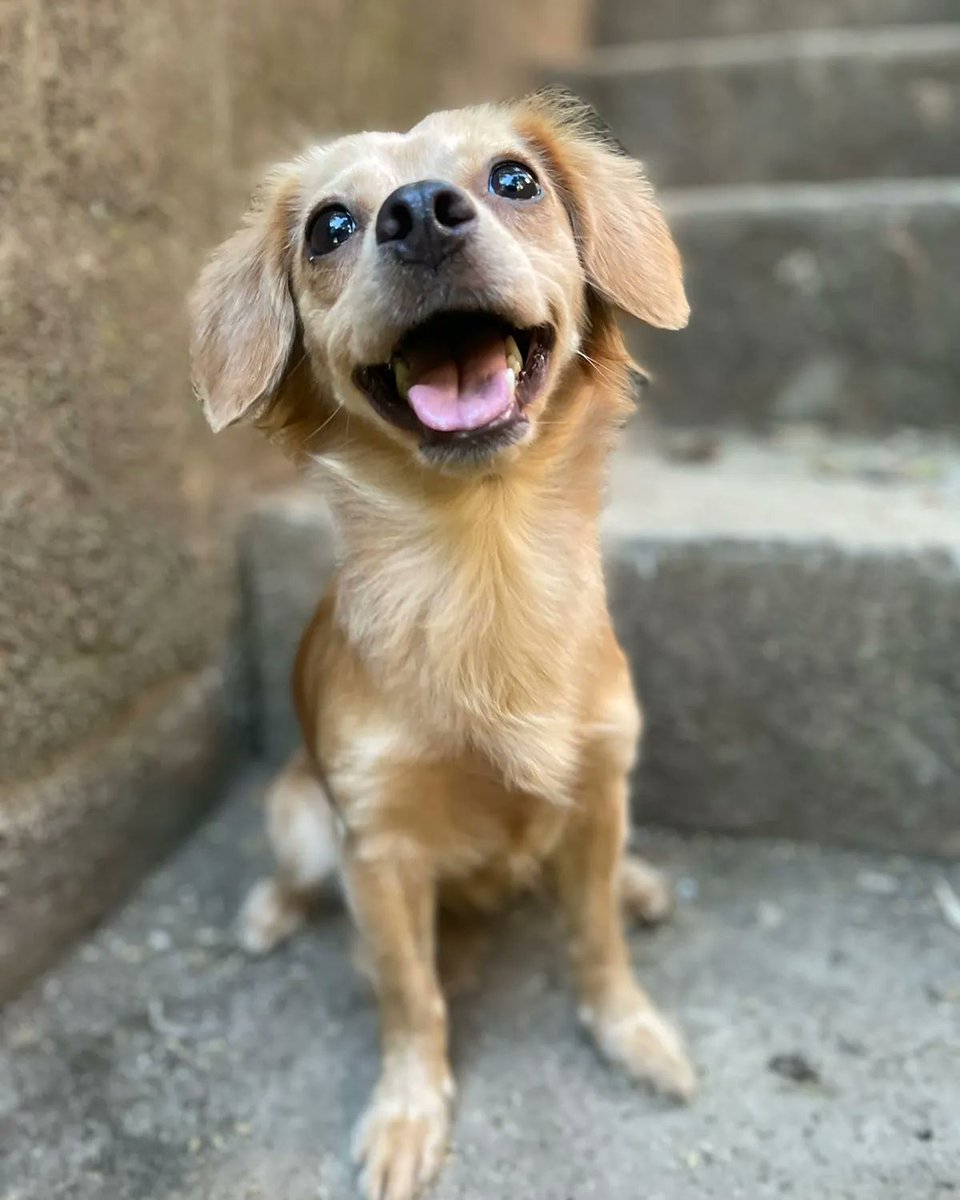 Andream032220's tweet photo. Ya una semana para verte de nuevo niña hermosa 🥰❤🐶☀✨💕 https://t.co/pz3kg1tQG1