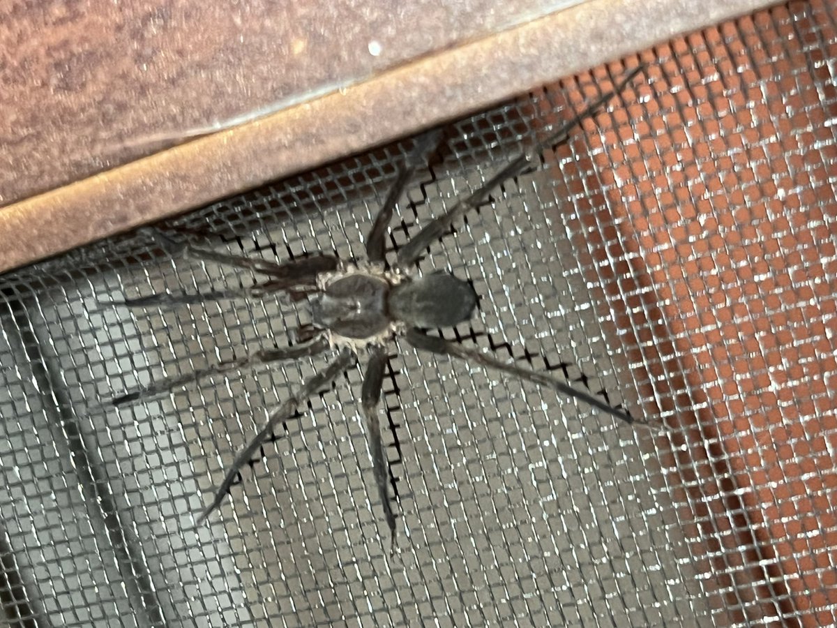 Hola, <a href="/Arachno_Cosas/">Soy aracnólogo, pregúntame lo que quieras</a> encontramos este amiguito (bastante grande) en nuestro jardín, me gustaría saber si es de IM. Saludos