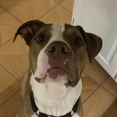 HooverMonika's tweet photo. #NewProfilePic https://t.co/TnFgQsmzaZ