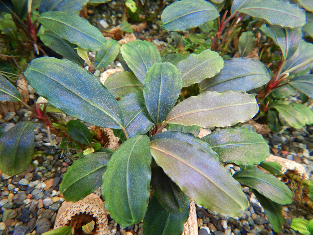 ブセファランドラ　ナンガタマン img_4699-1024x768.jpg