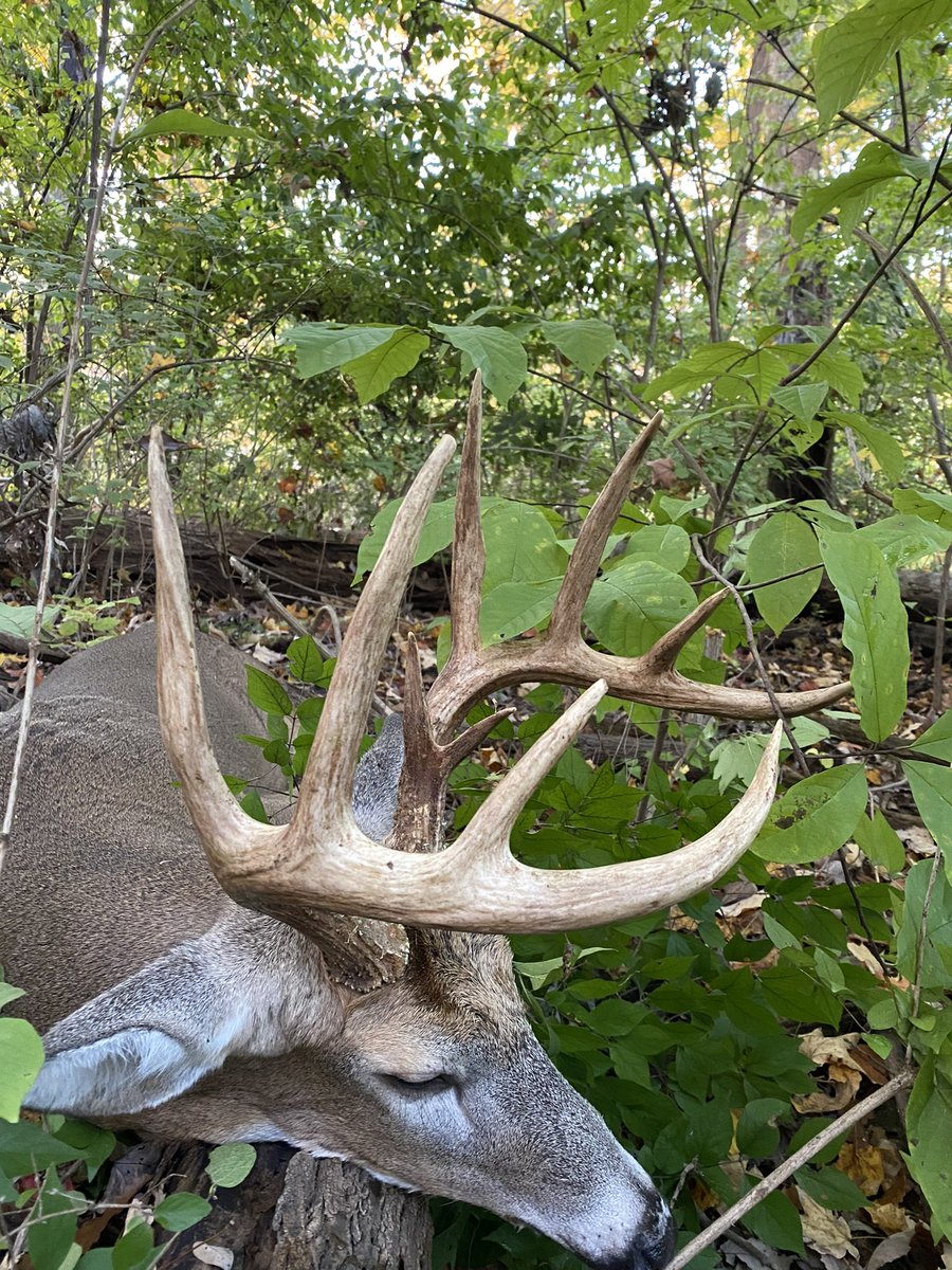 OutsideOutdoors's tweet photo. A November to remember.. 2021 Buck! https://t.co/gfGxUkQrH6