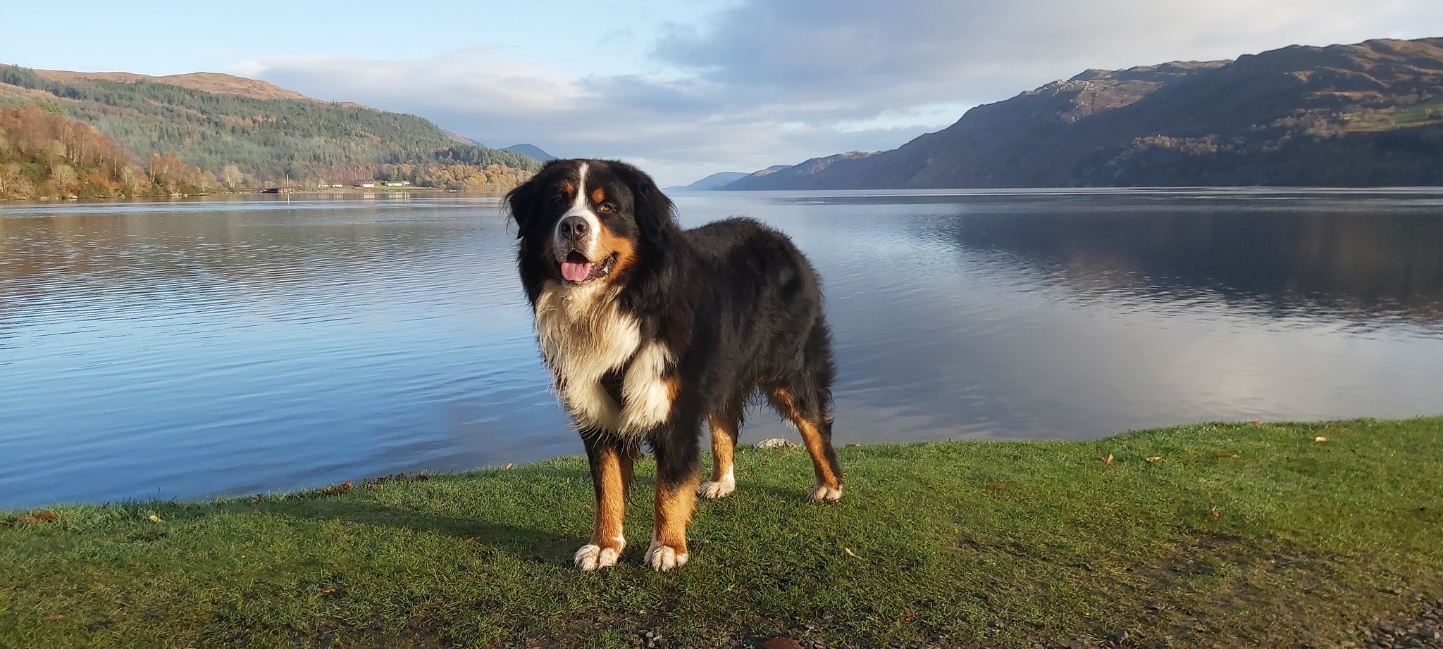Bernese mountain dog scotland 2025