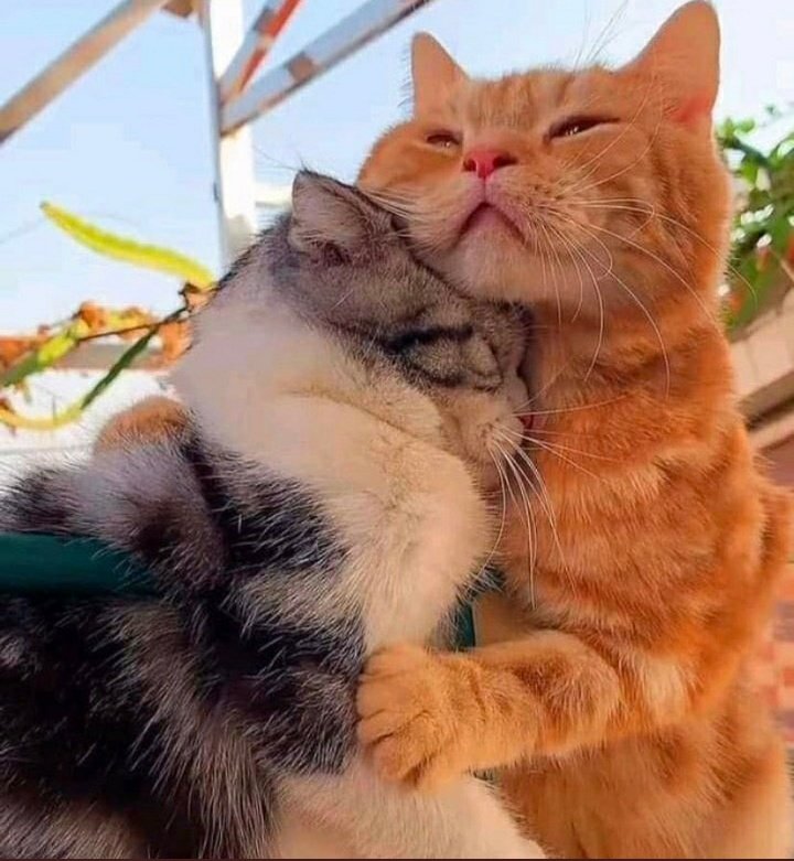 ققنوس tweet media