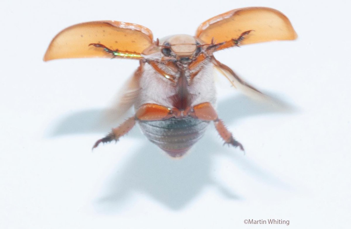 lizard_lab's tweet photo. You have to be impressed with the mechanics of beetle flight. Big membranous wings that fold under hard, protective elytra. It does make them a little slow and vulnerable in flight, but it does mean they have some protection on the ground. #ChristmasBeetle #insectflight https://t.co/57ON937Qi5