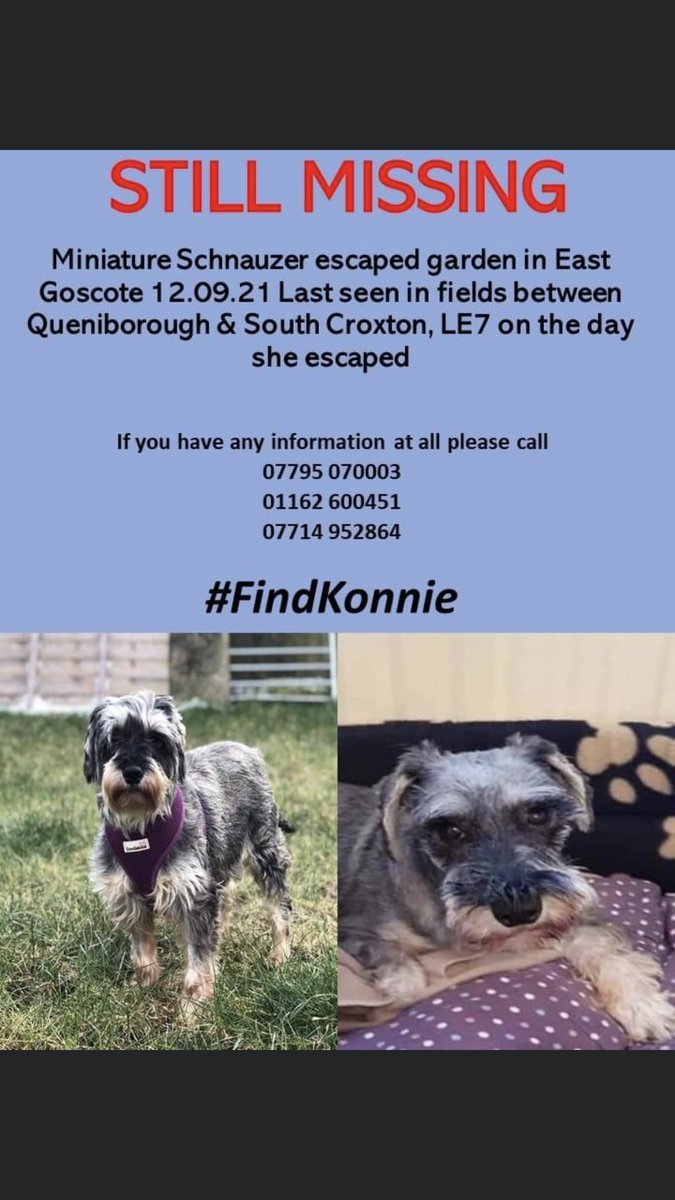 SheridanAlcock's tweet photo. Please help me find my way home 🐶
I'm lost and very scared 🥺 I need my family. This is Konnie she is an ex rescue dog she's been through a lot in her short life. If you know where she is please call the numbers below 🐾🙏🐾
#findKonnie https://t.co/nP2JlxNlw4