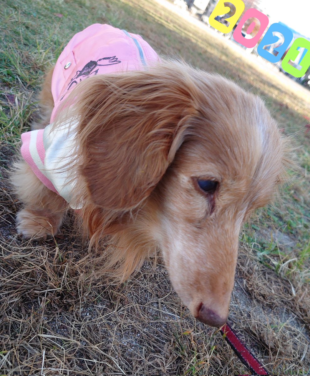 hanamomosakura2's tweet photo. 21日0時 ダックスちゃんが亡くなりました。応援して下さった皆様ありがとうございました。
#17歳10ヶ月
#秘密結社老犬倶楽部
#秘密結社老犬倶楽部天国支部 https://t.co/UNReJDRD8N