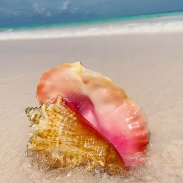 This is how to do #sundayfunday if you’re a conch… 🇧🇸❤️

#harbourislandbahamas #pinksandbeach #pinksand #conch #briland

📷 by @selinaa.___ instagr.am/p/CWjaCbkozrJ/