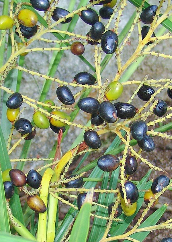 javierolisan's tweet photo. ¿Sabías qué? La Serenoa (Serenoa repens) se utiliza con frecuencia en el tratamiento de la hiperplasia benigna de próstata (HBP), en pacientes que presentan síntomas leves a moderados. https://t.co/zk21qPiqvU