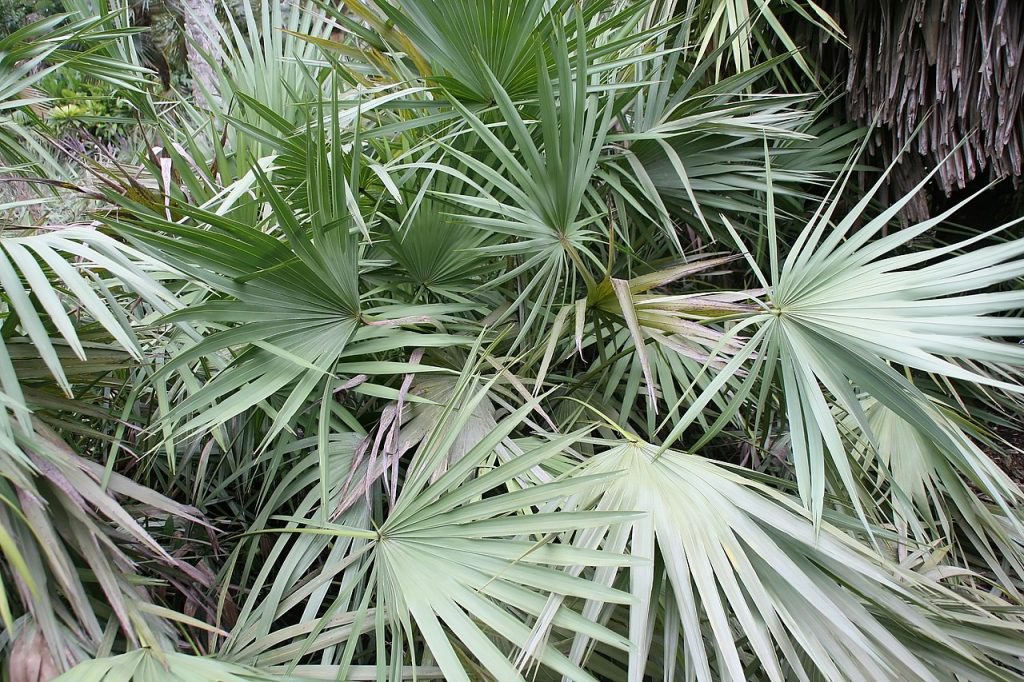 javierolisan's tweet photo. ¿Sabías qué? La Serenoa (Serenoa repens) se utiliza con frecuencia en el tratamiento de la hiperplasia benigna de próstata (HBP), en pacientes que presentan síntomas leves a moderados. https://t.co/zk21qPiqvU