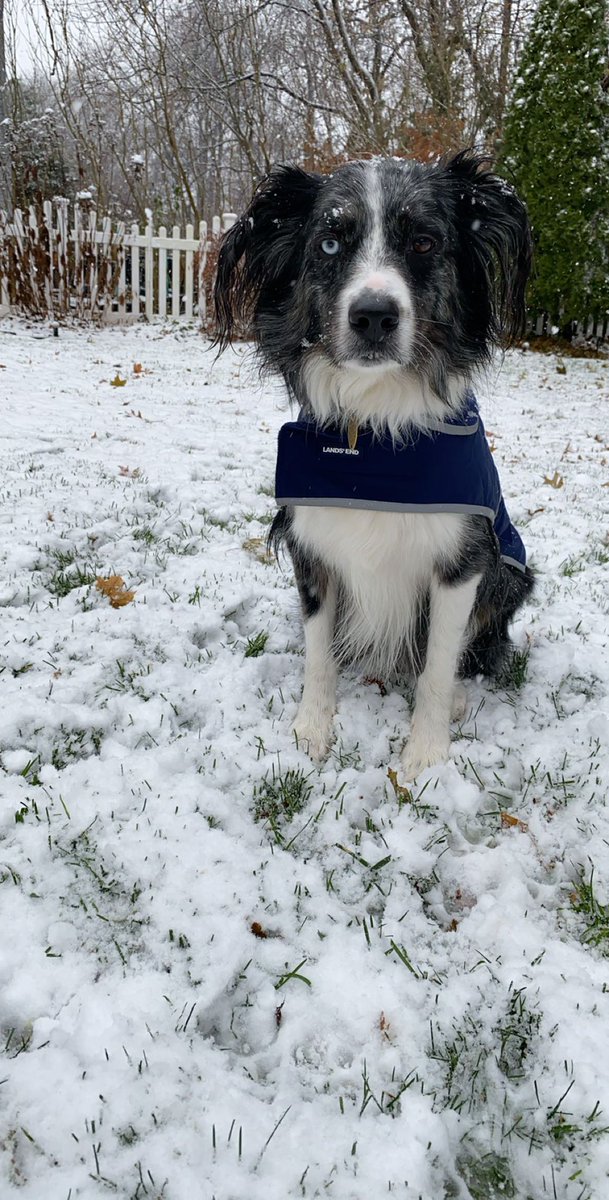 beeeekaay's tweet photo. Cedar is very versatile #PupweiserContest @budweiserusa https://t.co/RgGnU1pnzY