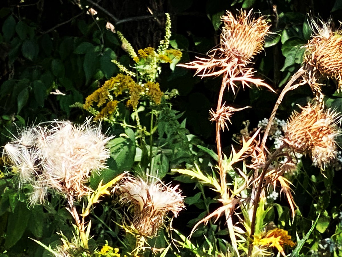 klinkman2's tweet photo. Sultry Sunday:In September I had a chance to attend a Renaissance Faire at Sleepy Hollow in DesMoines, Iowa. Natures Gift of Beauty! #artist #image #photo #photoimage #nature #beauty #naturephotography #vickielynnephotography #scenery #scene #scenic #vlpdesigns https://t.co/wvyXVUXHi7