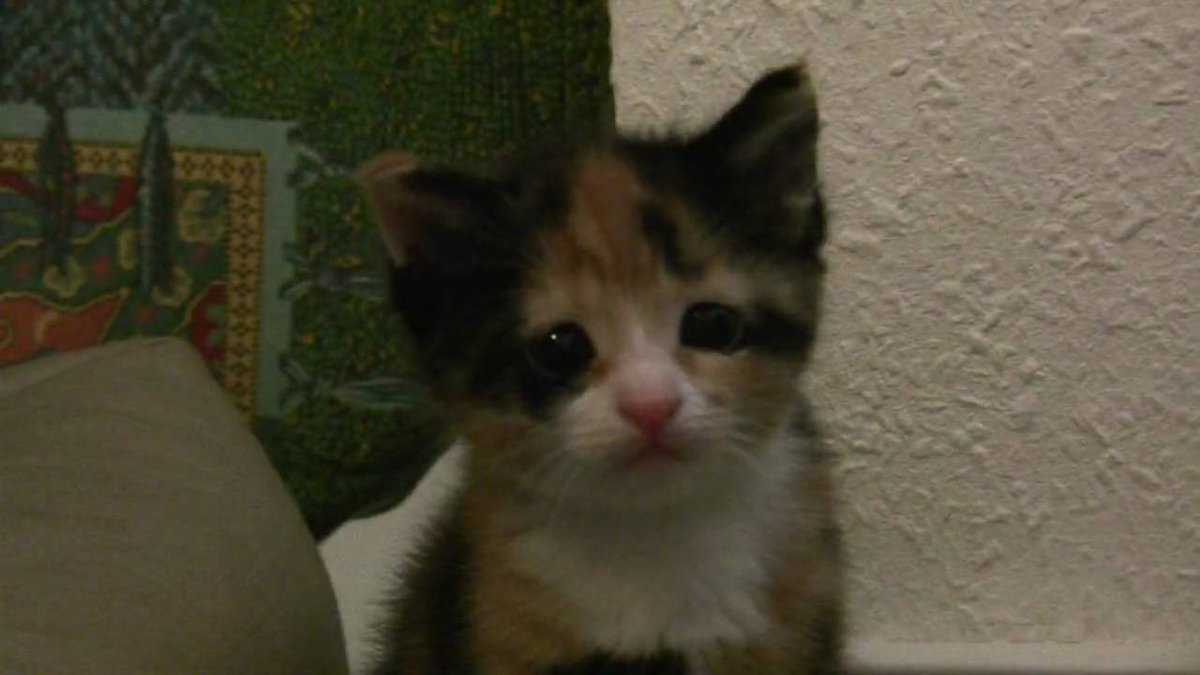 comitize's tweet image. hi guys i am new to twitter