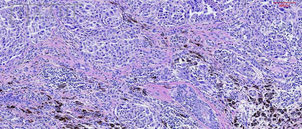 Henry YANG tweet media