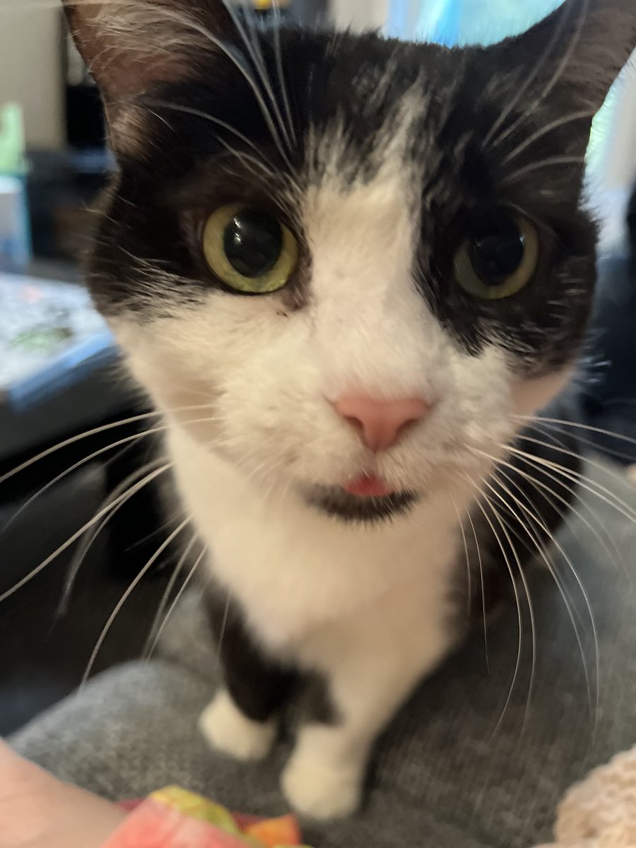 LuckyDuck131's tweet photo. When I put my phone down someone is always waiting! Sheโs so sweet. ๐ #cattopia https://t.co/rKGeol46x7