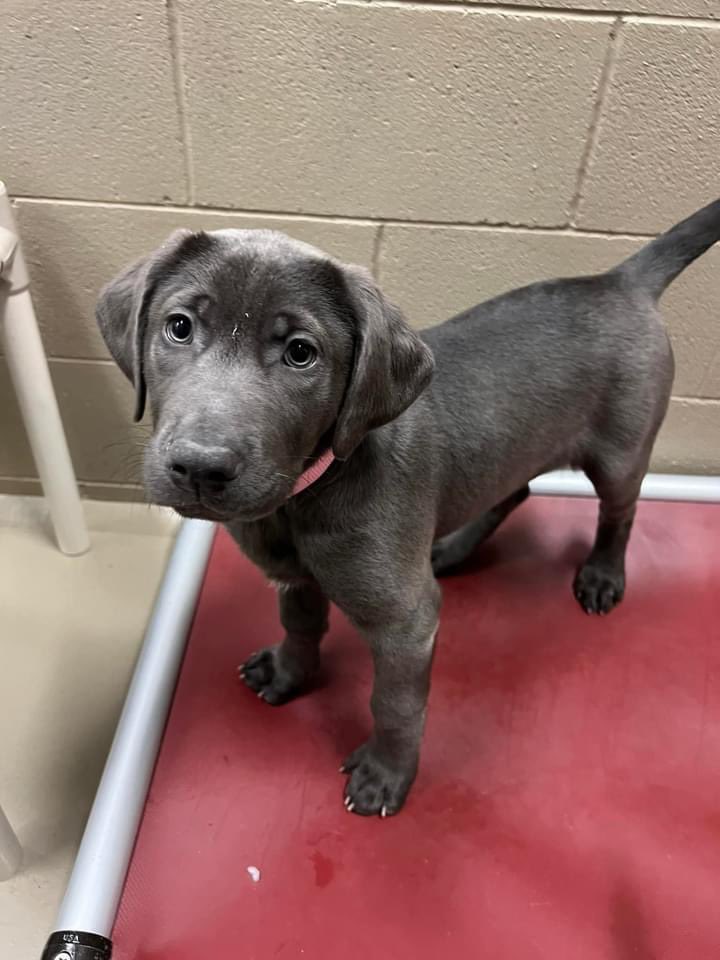 Megan Collier Gunderson tweet media