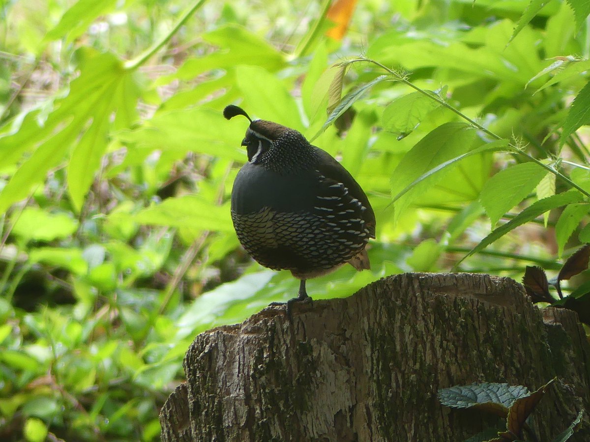 Quietly reflective quail in the garden today. #Aongatete