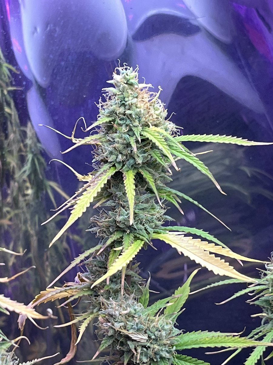 BIGHURT's tweet photo. π±xπ±xπ±xπ± GSC auto from @irvineseeds @heknowsgrows is getting ready close to pleasuring me π https://t.co/b6bl4cALBC