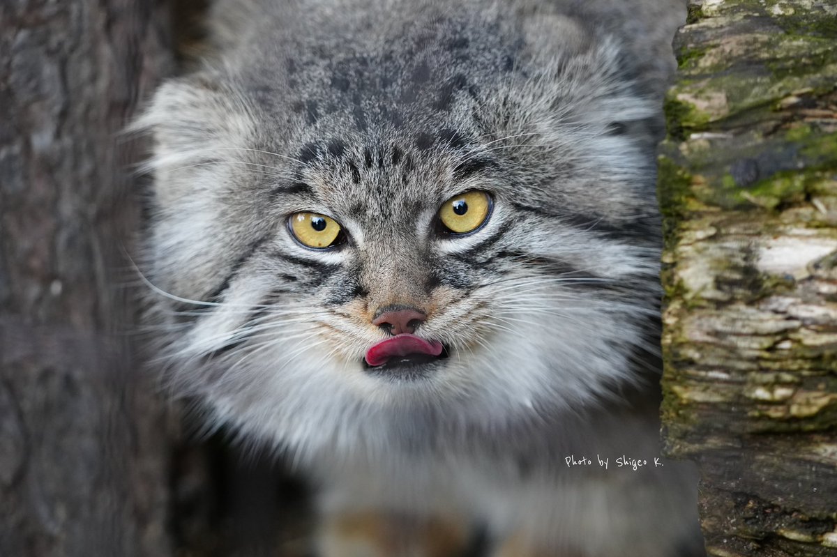 Манул (палласов кот). Манулов прекрати. Кот манул. Манул фото. Манул лежит.