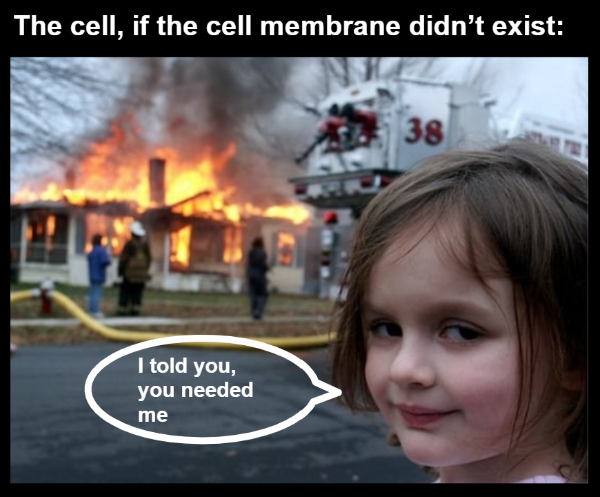 TheBranefor21's tweet photo. Just so we're all clear, the cell membrane is the most important organelle because we allow nutrients to come and waste to leave. Without us the cell would be in chaos, and no one would be able to do their job! Vote for the Brane in the upcoming election! @Mrs_Albaugh https://t.co/68Rg6wttqZ
