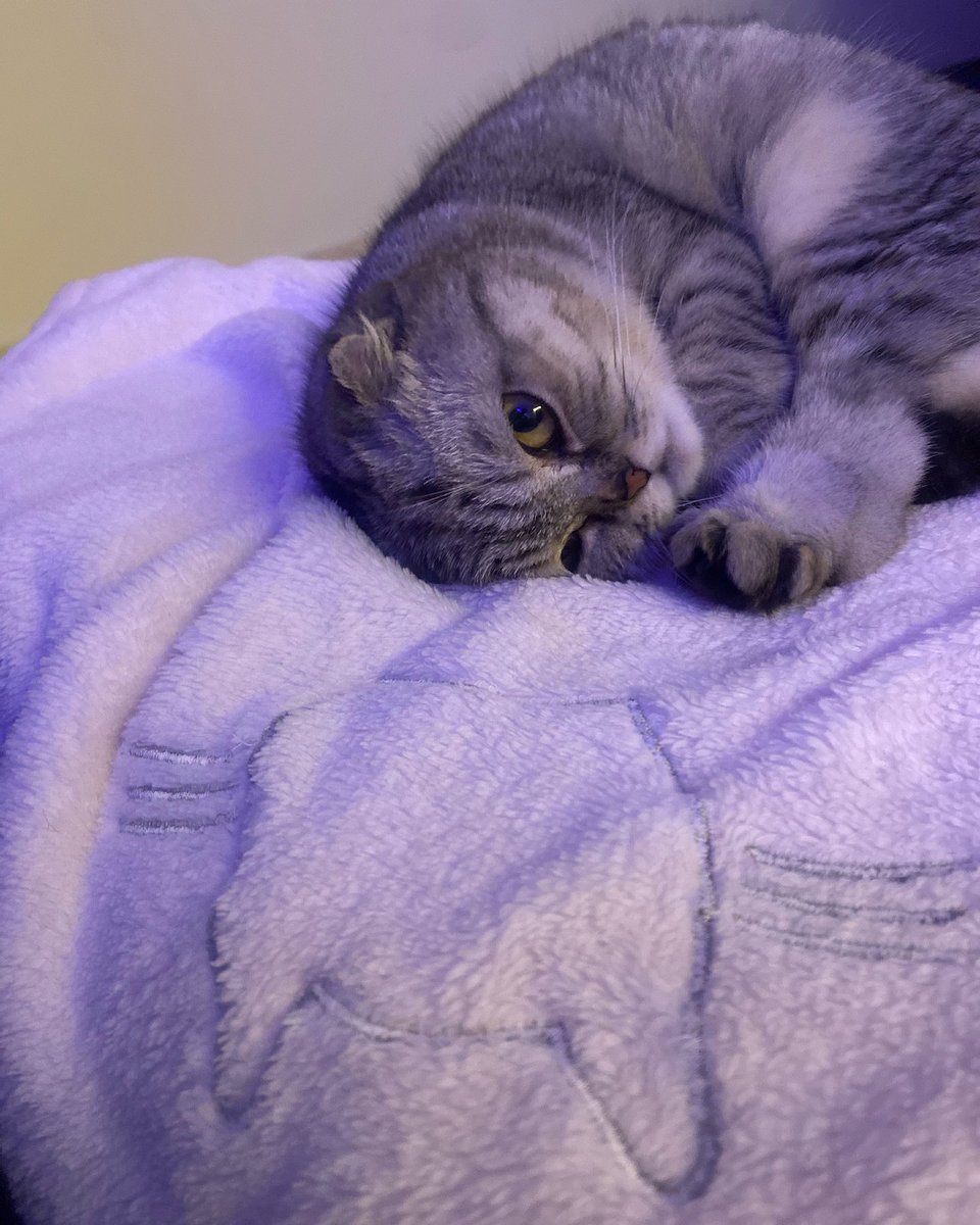 Miraboujaoude's tweet photo. Goodnight world🐾 https://t.co/hQI3BmpqBD