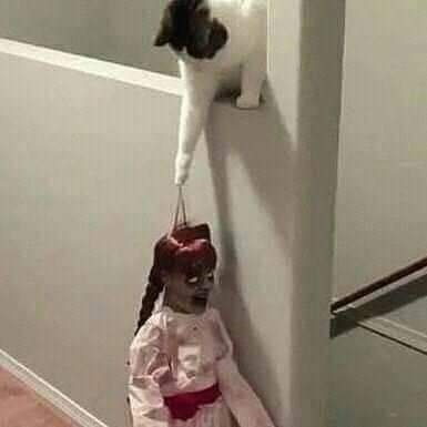 TranslatedCats's tweet image. Annabelle has entered the wrong house.