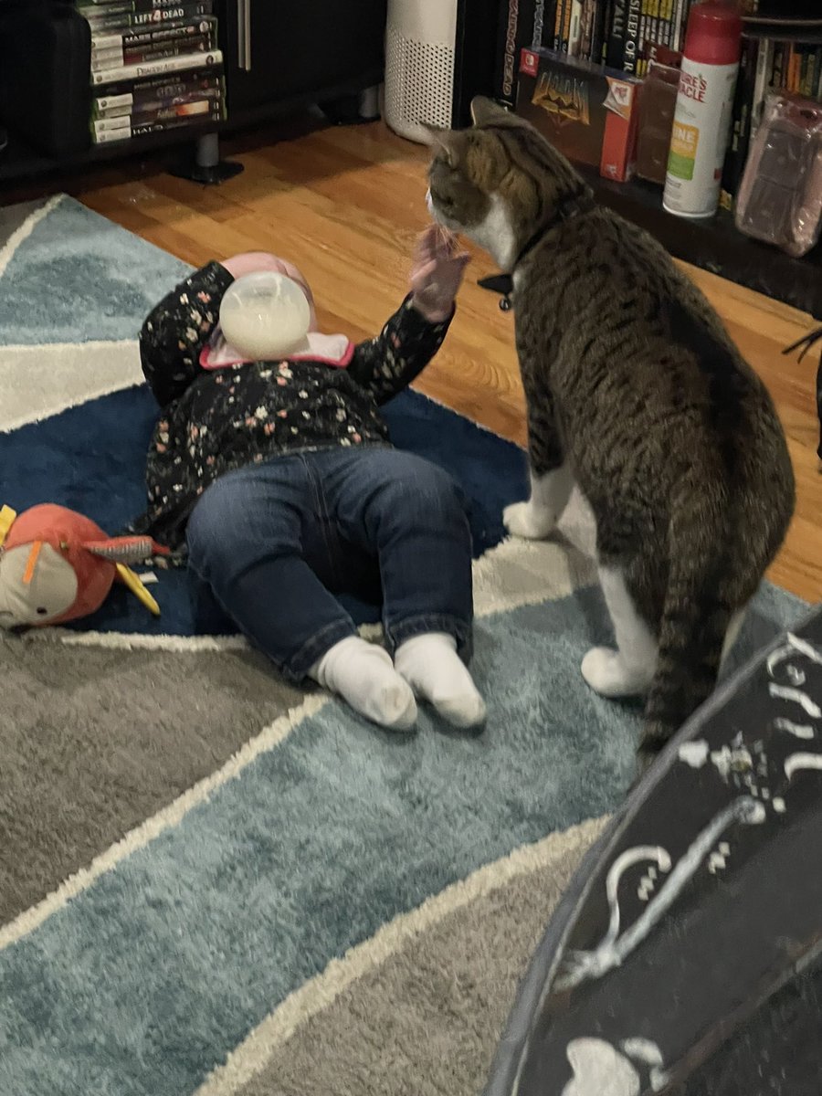 My first introduction to a real baby. I think I’m in love 😻 #CatsofTwittter #babies
