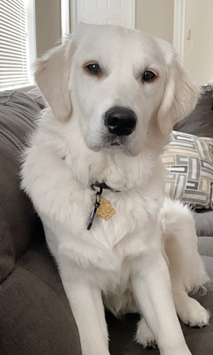 stew_ally tweet picture