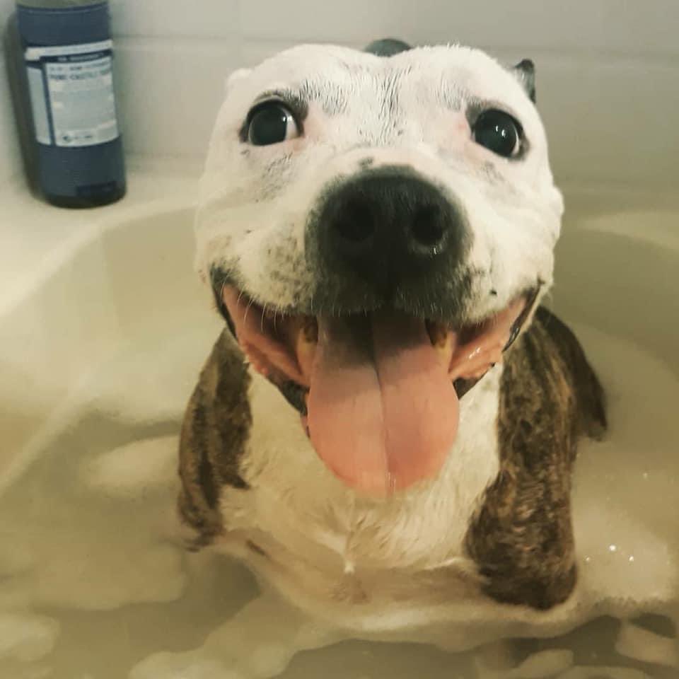 Our 14 year old Staffy rescue, Howlie loves her baths! Howl is also 9 days post op from a tie-back surgery for Laryngeal paralysis. She is happy again thanks to our family and friends’ support and @VSCSeattle #adoptelderlydogs #bestathomecontest