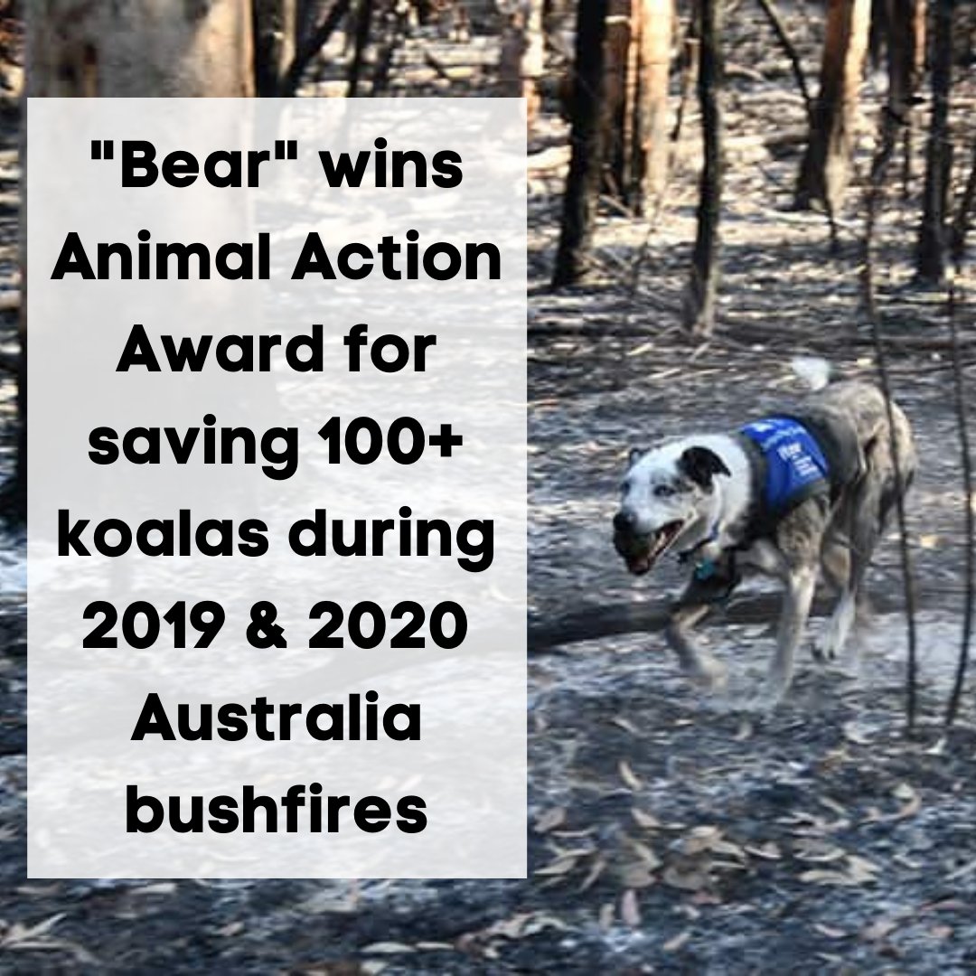 DogEhOfficial's tweet photo. Dog "Bear" gets Animal Action Award for tracking & saving 100+ koalas during the 2019 & 2020 Australia bushfires🏅🐶
#australiankoolie #koolie #kooliedog #koala #koalabear #koalarescue #trackingdog #dogtracking #dogawards #herodog #amazingdog #australiawildfires #dognews #dogeh https://t.co/1fyK4sjyhZ