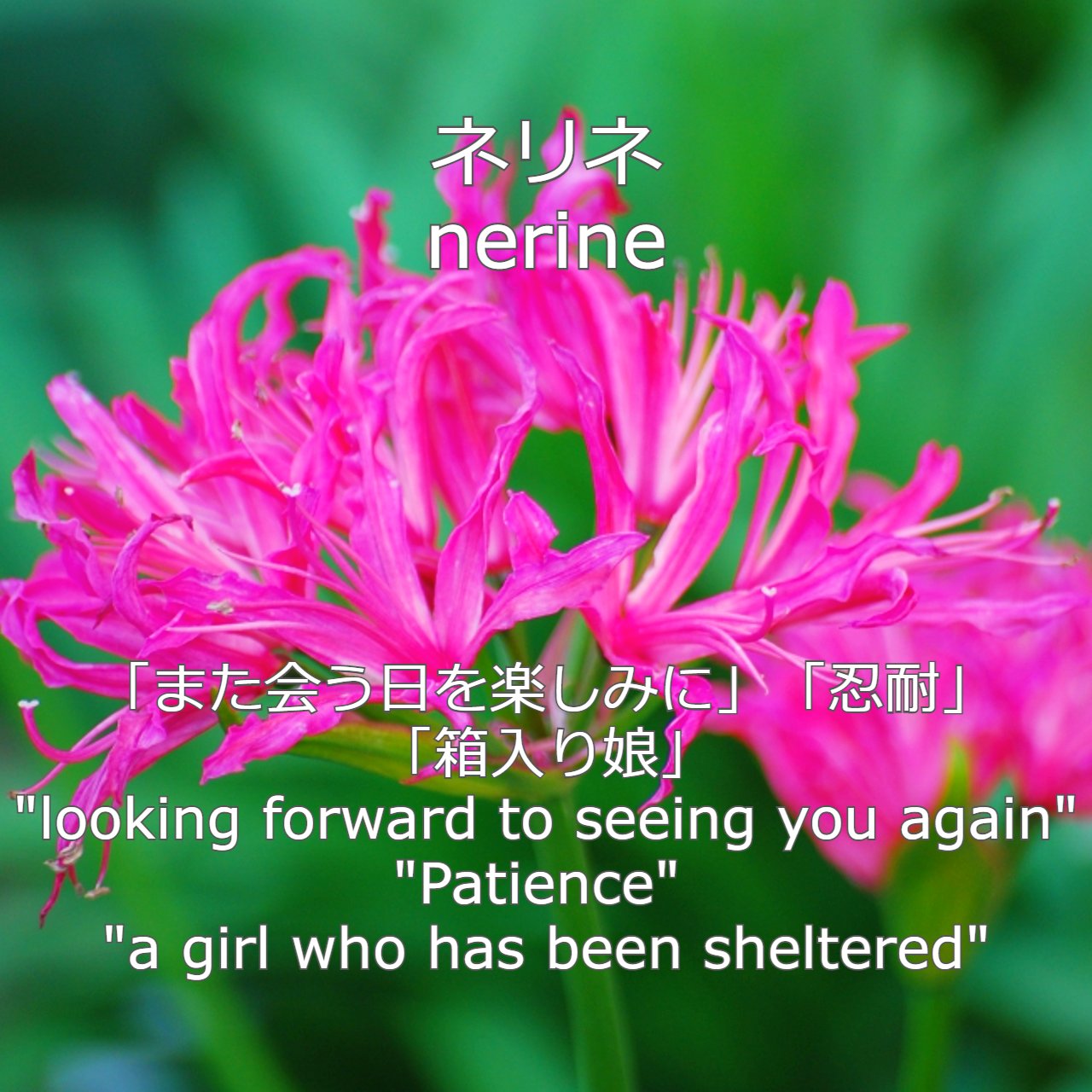 天使とらぞう Al Twitter 新しい朝が来た 本日 11月25日生まれ のあなた様 おめでとうございます あなたの 誕生花 は ネリネ 花言葉 は また会う日を楽しみに 忍耐 箱入り娘 誕生色 は オフブラック 色言葉 は 保守的 きまぐれ 厳粛
