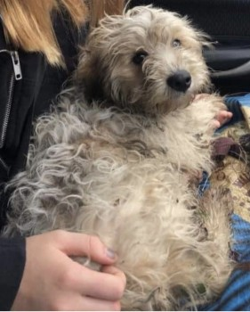 qu1ncey's tweet image. Found: Poodle Cross Male In South East (CT12) doglost.co.uk/dog-blog.php?d…