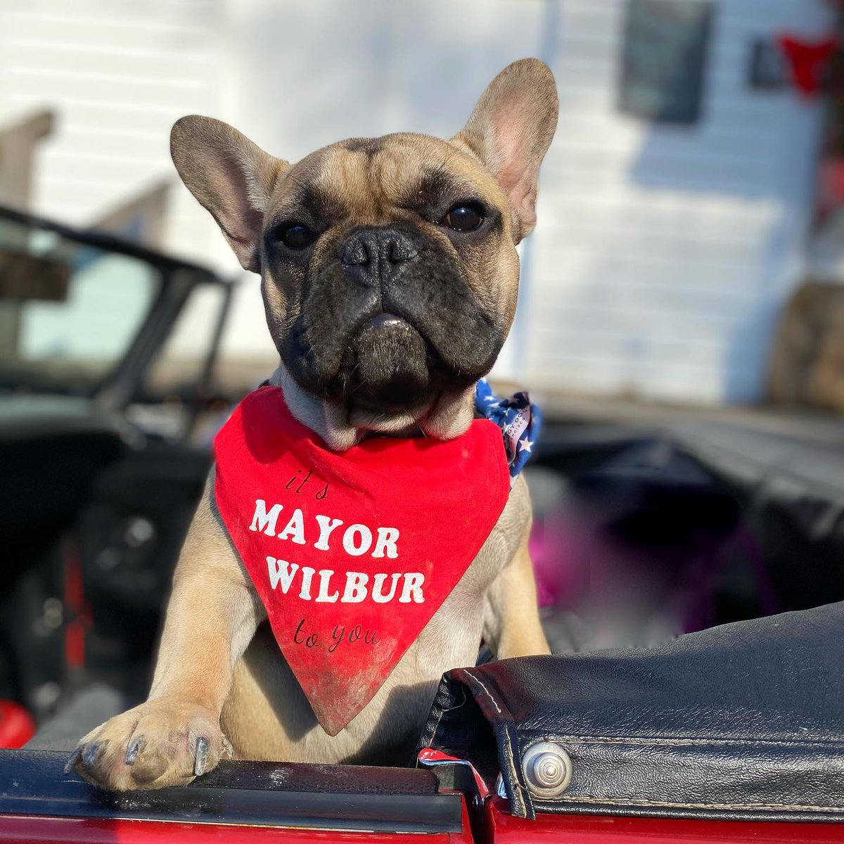 FriendsWithDogs's tweet photo. In our latest podcast, we learn the story of Wilbur, a French Bulldog who was elected mayor of a small town in Northern Kentucky. Listen at https://t.co/TM6NOvnhLt or via your podcast provider. https://t.co/G3pz7g6Vp7
