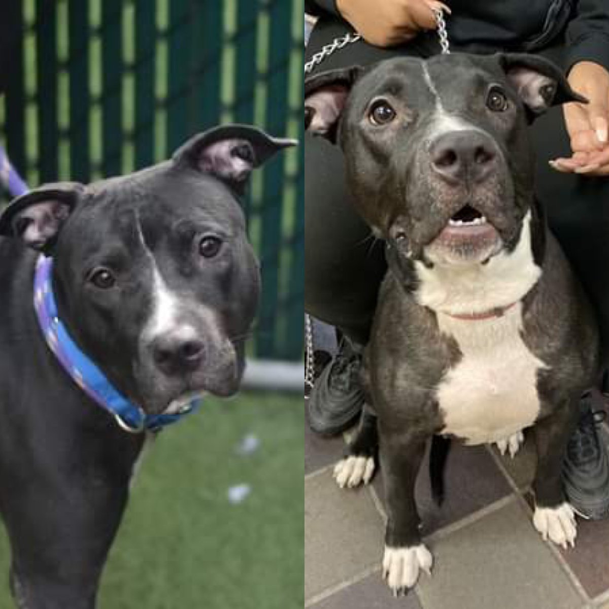 HER HUMANS SUCK, SO KILL THE DOG? WYNTER #130516 DIES TUESDAY. They moved cross-country and left their 1-year old puppy to die at the pound. Playful, affectionate, understandably nervous. Save her with pledges via @tomjumbogrumbo PLEASE RT WYNTER! m.facebook.com/photo.php?fbid…