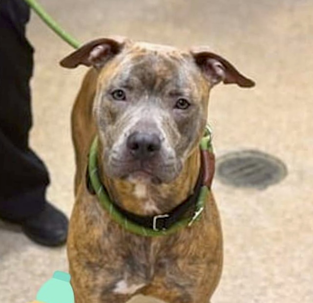 HOGARTH #126677 IS A BOUNCY, PLAYFUL, IMAGINATIVE GIRL. They’ll kill her Tuesday. This adorable 2 year old seeks attention and loves toys. She’s adoptable too! Save her with pledges via @tomjumbogrumbo PLEASE RT HOGARTH! m.facebook.com/photo.php?fbid…