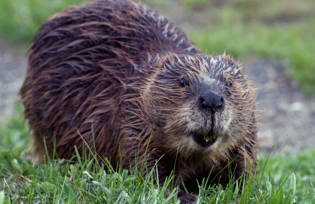 The Beaver 🥚💛 tweet media