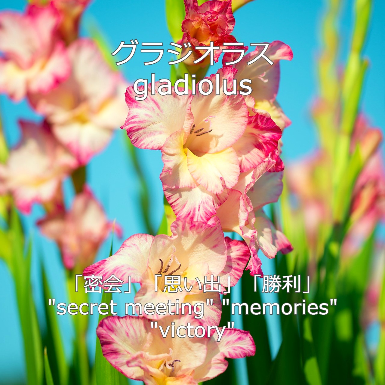 天使とらぞう 新しい朝が来た 本日 11月26日生まれ のあなた様 おめでとうございます あなたの 誕生花 は グラジオラス 花言葉 は 密会 思い出 勝利 誕生色 は ペールアプリコット 色言葉 は 温かさ 中立 芸術 パーソナリティ