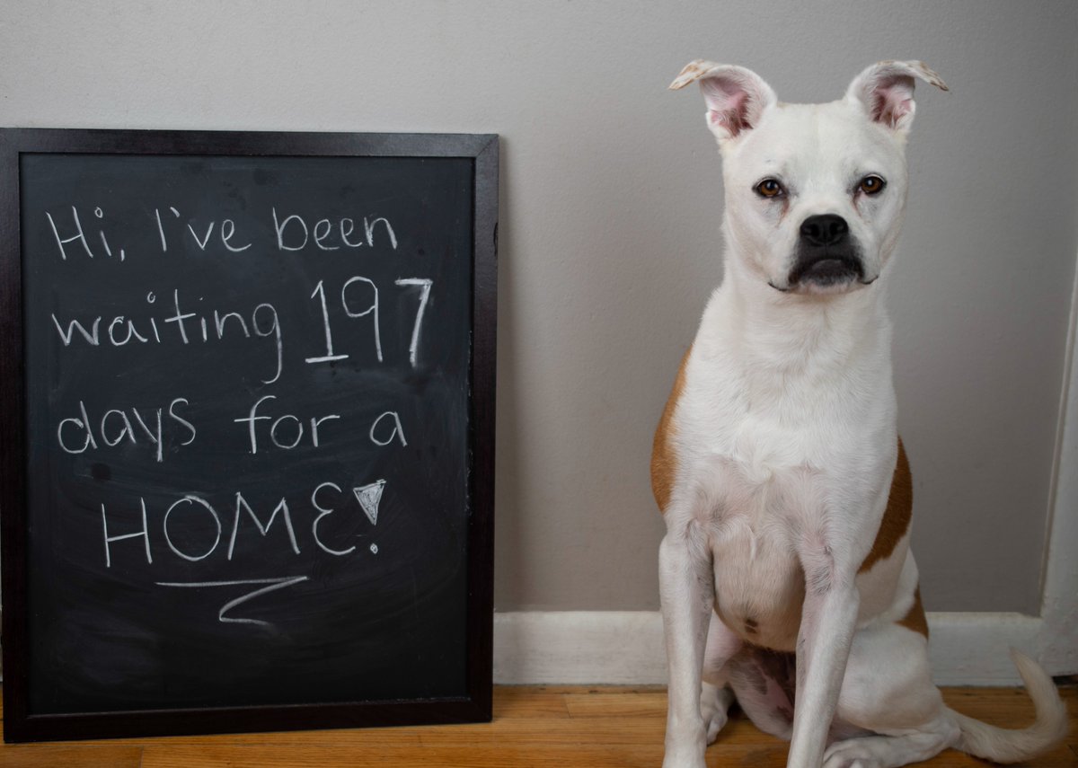 Do you have a lap? Is it empty? Do you love doggie kisses? Barrymore is ready to be your special little lady. 
Poor Barrymore has been waiting for a furever home since April and wants to go home for the holidays.
Read more about her at adoptarpo.org
