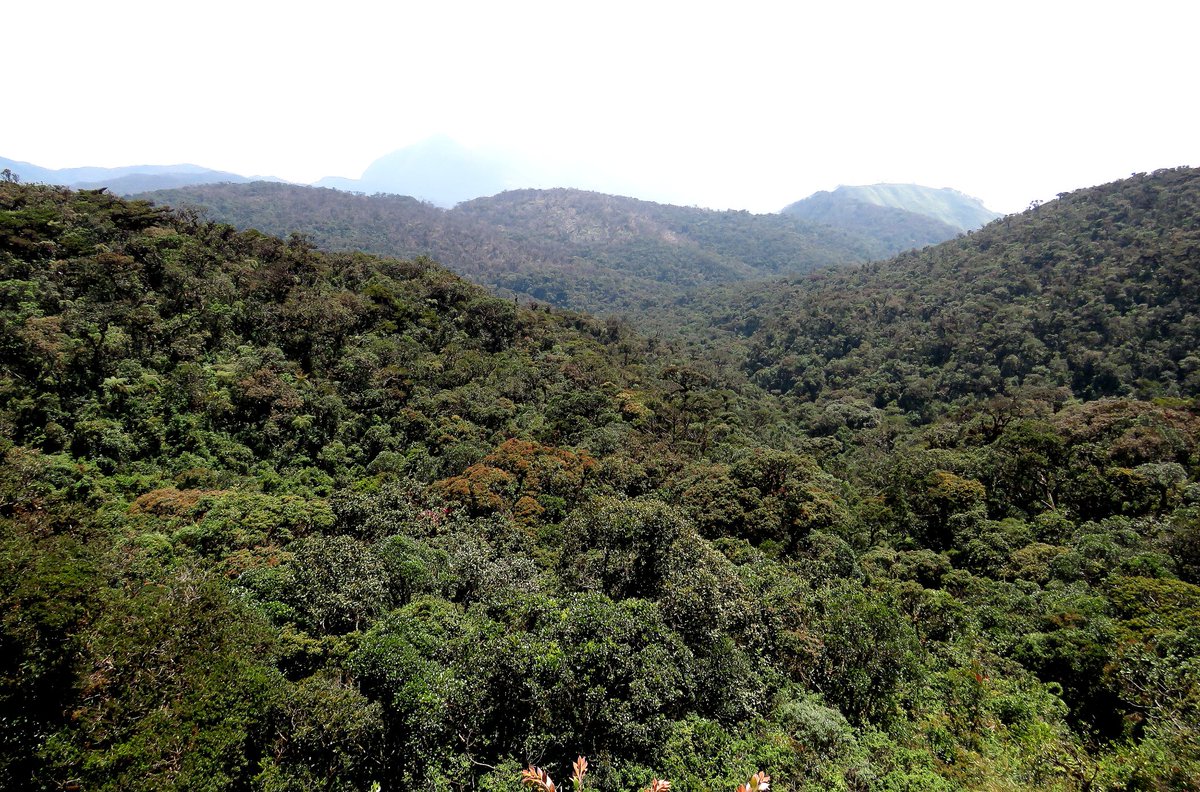 manuelroncal's tweet photo. Bosque de Protección Pagaibamba en Querocoto #Chota #Cajamarca, una ANP importante dentro de la la región. Ofrece servicios ambientales claves para el desarrollo de las comunidades  aledañas, además de albergar biodiversidad única #CajamarcaBiodiversa #UNC #IncaFinch https://t.co/yAHrHuPk28