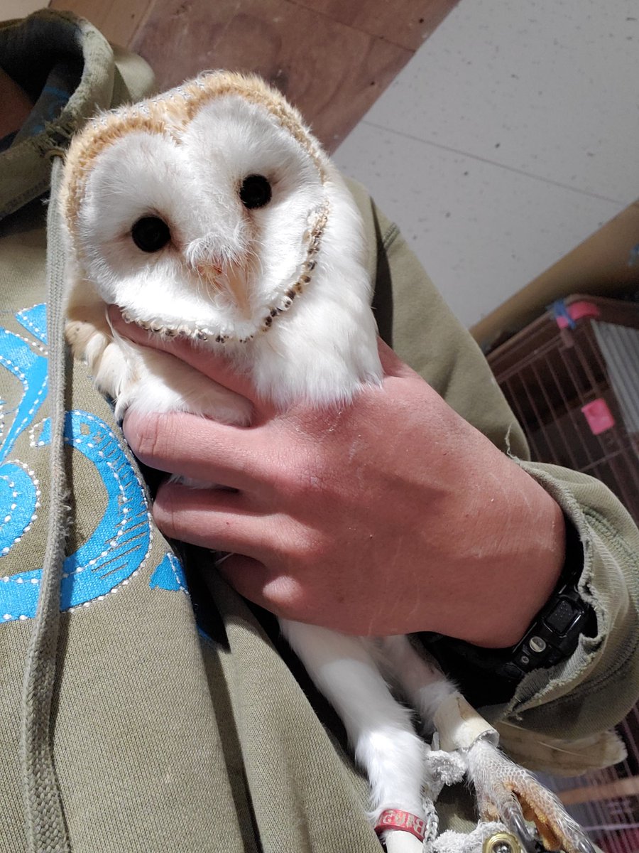 fukurousaboo's tweet photo. 明日行われるアクアリウムバスに出店いたします
https://t.co/zszB62JUyy

ふくろう茶房は4階 @kaeruichido さんのお隣です

ベッタ慣れのメンフクロウ(7万円～)を初め @ichijo_petfood の冷凍エサ各種も持っていきます
明日、よろしくお願いいたします
#ふくろう茶房 #国分寺 #fukurousabou https://t.co/LxlCOgl2xr