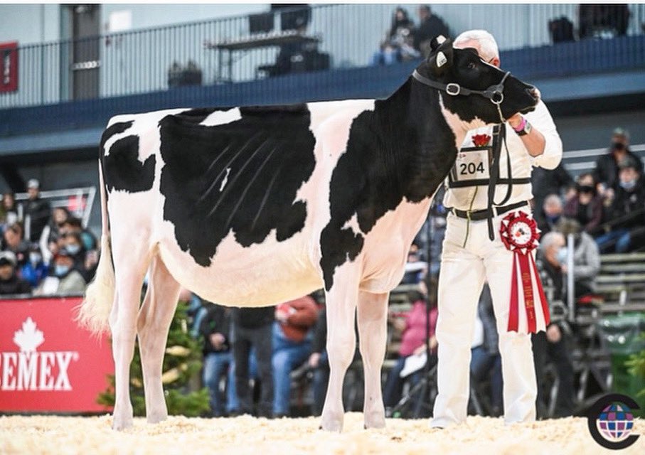 Kingsway Aligator A Twix, 1st Int calf &amp; Jr Champion at the Canadian National show❗️She is the 4th generation to place 1st or 2 in their class at the National show, tracing back to Allie EX-95.♦️Congrats to owners Velthuis &amp; bravo to Marry Inn for their tremendous work with her!