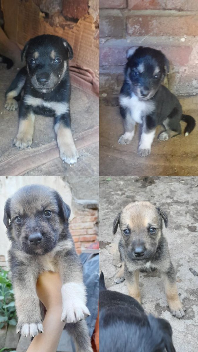 LuanaChinellat0's tweet photo. PERRITOS EN ADOPCIÓN!!! SON 19 EN TOTAAAAAL!!! asique necesito ayuda para poder entregarlos a una familia que los cuide y les de mucho amor!!! https://t.co/J97bTzqmVI