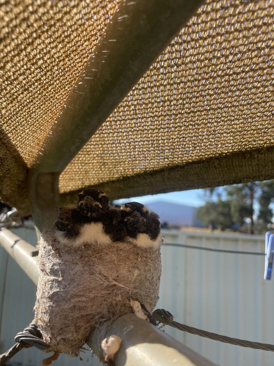 Shit harvest weather but my herd of Willy wagtails are doing well