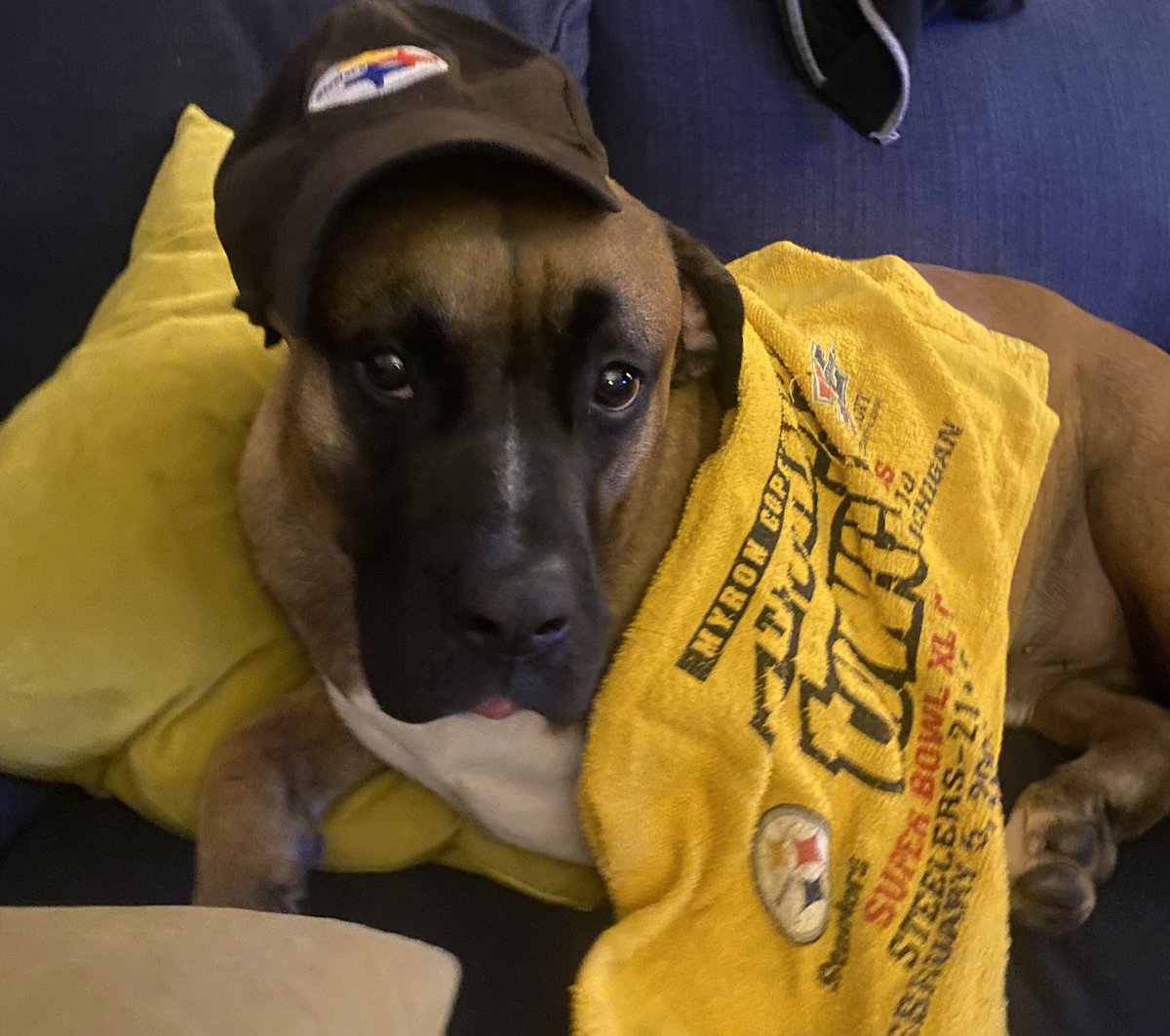 simpsonat's tweet photo. #HereWeGo Hank is geared up for round 2 of Sunday football. Hopefully, the @steelers do better today than the @Lions.  He is 0/1 in cheering today, and we expect more effort this evening! 🤣 https://t.co/pyDKnderj2