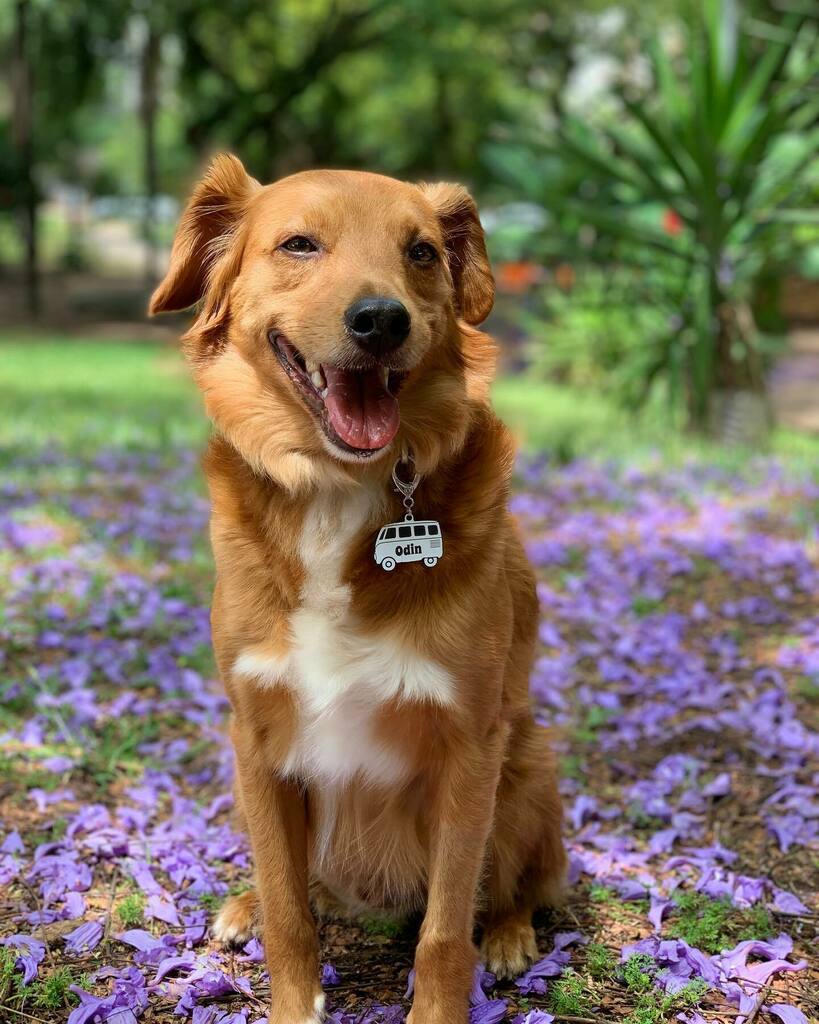 odinsrd's tweet photo. Um cAUra lindo passando no seu feed e trazendo sorte para a semana.

Quem comentar nesta foto com um “boa semana, dogato!” além da sorte, vai ganhar petisco do Papai Noel na noite de Natal ☺️ https://t.co/DWdQMb3ywU