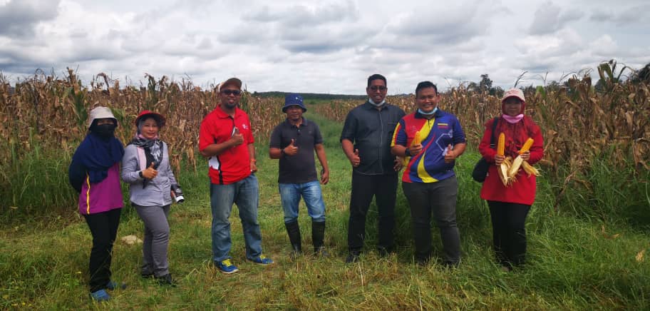 DOAkubangpasu's tweet photo. 18 Nov 2021 Pemeriksaan Kelembapan Jagung Bijian (Famox Napoh) dari BPIT Telok Chengai #myDOA#TeamDOA#TeamMAFI#MAFIPrihatin#DOAKedah#DOAKubangPasu#KeluargaMalaysia#MAFIMalaysia#KeluargaDOA#iatpertaniannegerikedah https://t.co/wYzXcmROpg